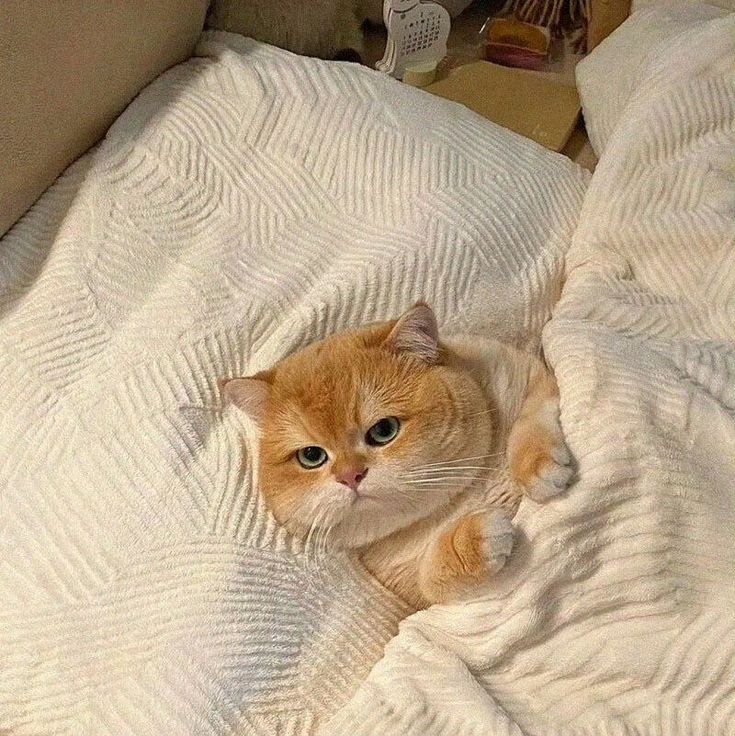 Bản Hợp Đồng Giữ Hôn