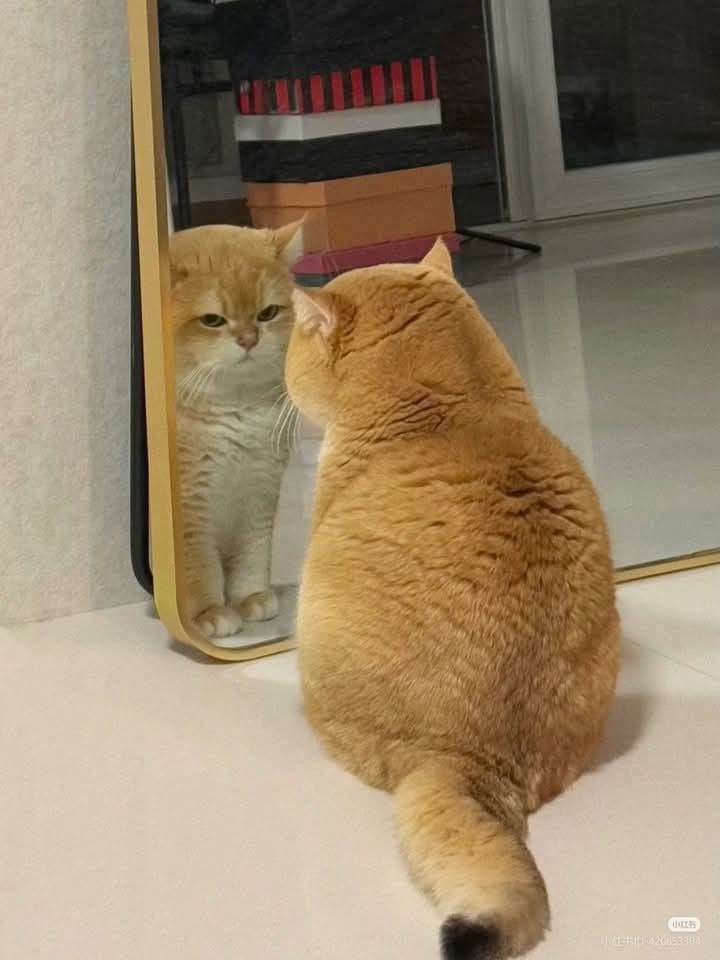 Vợ Hợp Pháp Của Tra Nam