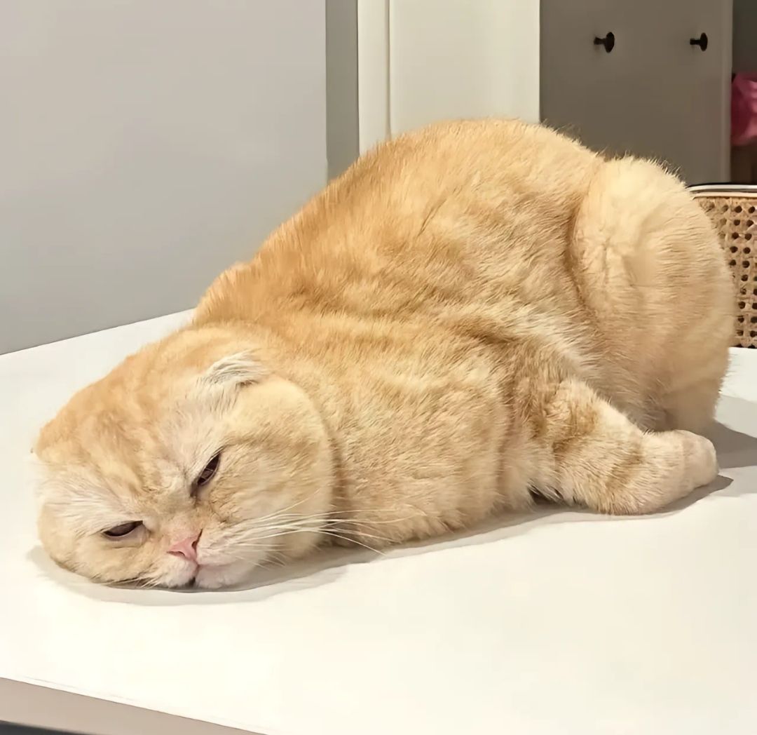Cô Dâu Bỏ Trốn Trước Giờ G