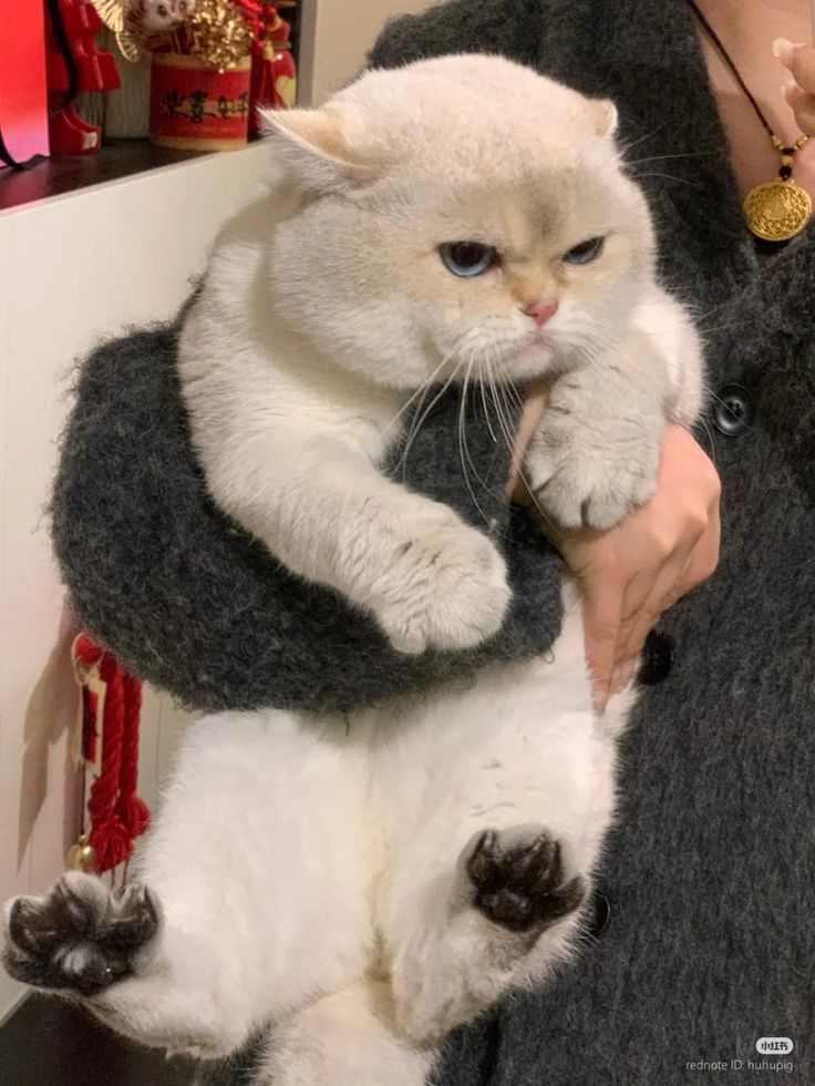 Chồng Tôi Nói Anh Ấy Không Thể Sinh Con